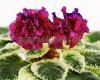 African Violet VAT-SENORITA